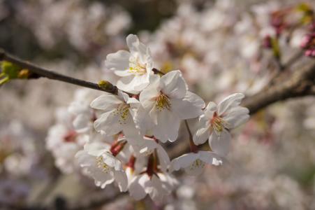 樱桃花瓣免费图片