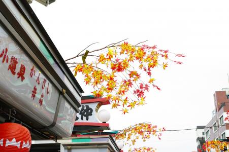 浅草寺和秋叶免费图片