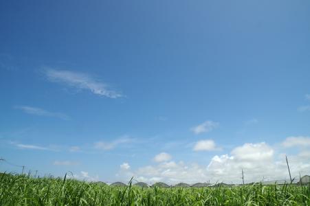 甘蔗田和天空免费照片素材