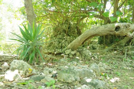 Okinawa Tree免费图片