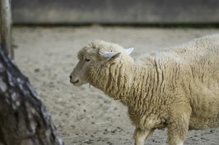绵羊（绵羊）免费图片