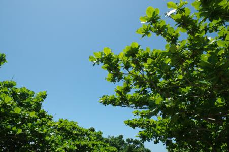 冲绳树和天空免费图片