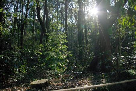 森林和太阳免费图片