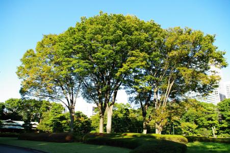 Ninomaru花园（皇宫）免费图片