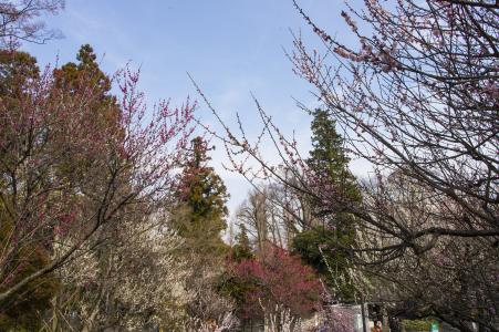 免费的Inokashira公园树照片