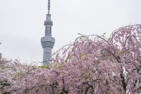 樱花和天空树免费照片