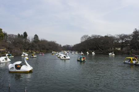 天鹅船在Inokashira公园免费股票照片