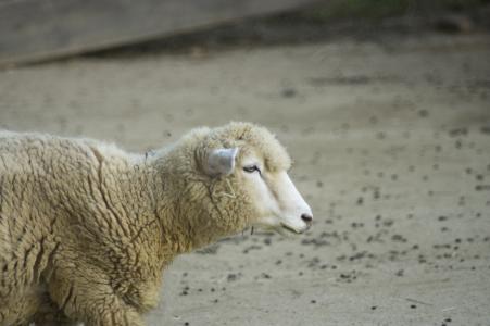 绵羊（绵羊）免费图片