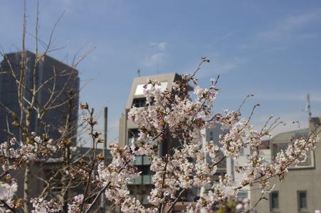 樱花在赤坂免费库存照片