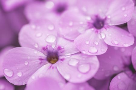 紫罗兰花的雨珠关闭