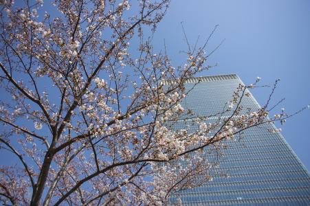 樱花和建筑免费图片