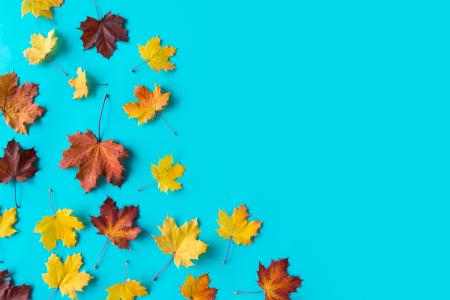 在平的蓝色背景的秋叶与文本的空间