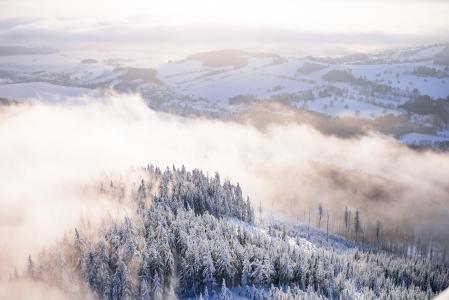 在白雪皑皑的森林冬季风景的雾