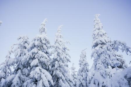 多雪的树和蓝色无云的天空