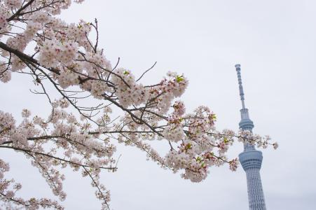 天空树和樱花免费照片