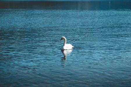 年轻的天鹅独自在湖上游泳