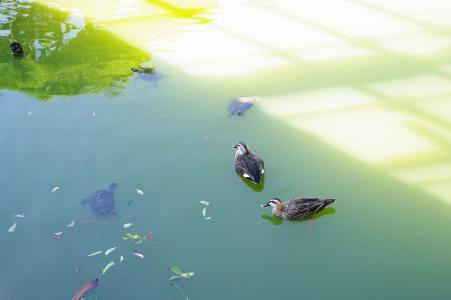 鸭和乌龟免费图片