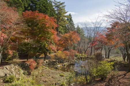Mitsuzen的秋叶免费照片素材