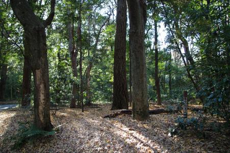 明治神宫的森林的免费材料