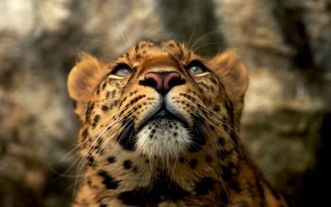 豹，红帅，聪明的眼睛