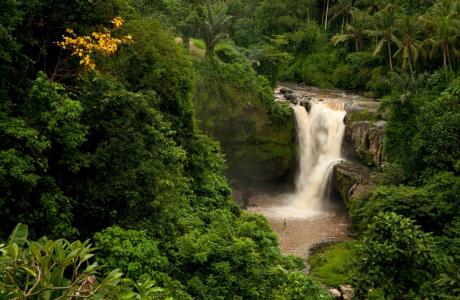 印尼，性质，丛林，山，河，瀑布，棕榈树，绿色背景