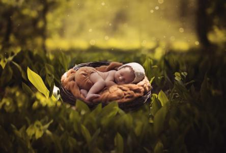 Ann Podsiedlik，孩子，婴儿，巢，帽，内裤，梦想，自然，夏天，叶子，散景