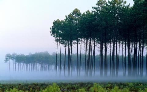 高森林，早雾霭，迷人，美丽的大自然，种植园