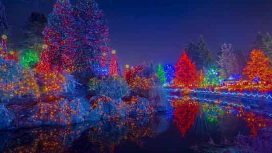VanDusen植物园，加拿大温哥华，节日的灯光，植物园，树木，灯光，假日，圣诞节