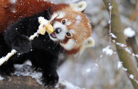 红熊猫，枪口，眼睛，鼻子，耳朵，爪子，美女，雪，积极，酷