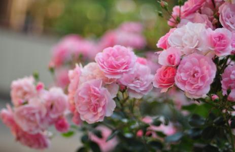 玫瑰，粉红色，花瓣，花，灌木，模糊