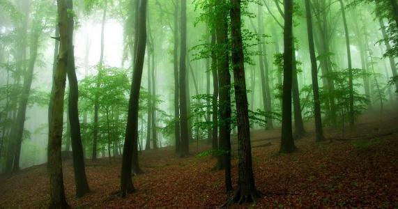 密集，森林，树木，美女，夏天，雾