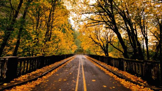 路，秋天，黄色的树叶，树木，树叶