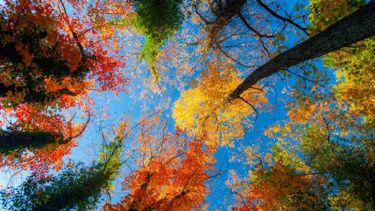 树，冠，秋天，油漆