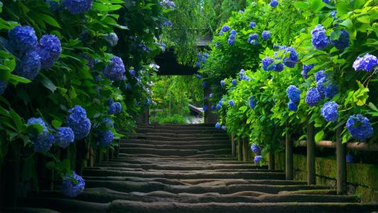 花，步骤，鹅卵石，爬，梯子，入口，绿化，叶子，通道，美女