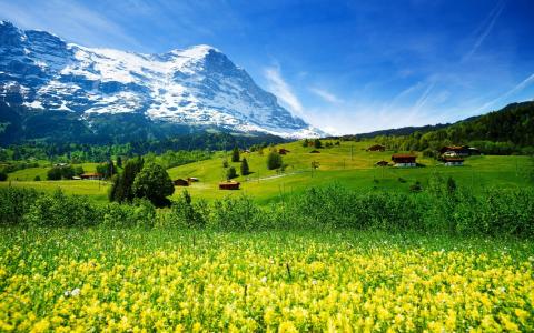 瑞士，草甸与黄色的花朵，绿草，山村，雪山，高清