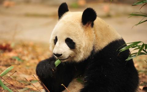 熊猫，毛茸茸的彩旗，杂草