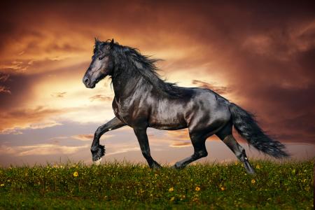 马，跑步，自由，日落，草，鲜花