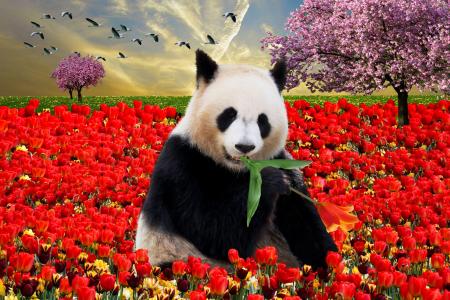 熊猫，白，叶，郁金香，红色，树，颜色，鸟，天空，日落，春天，庆祝活动