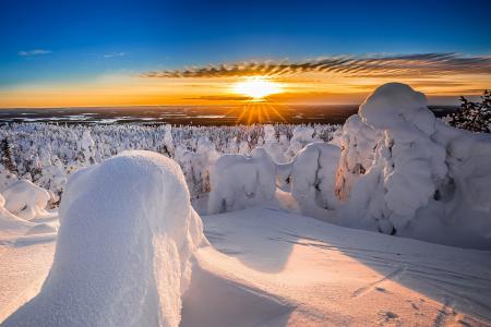 冬天，树木，雪，芬兰，太阳，天空，云
