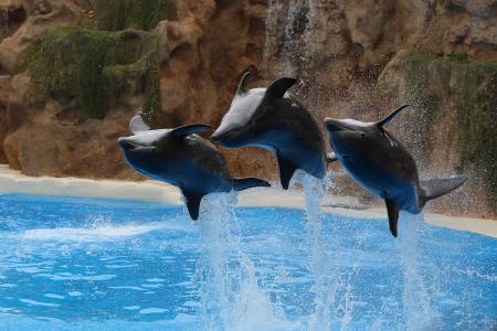 海豚，水，跳，喷，三重