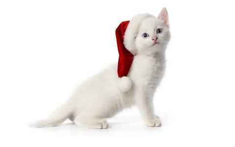 白色的猫，红色的帽子