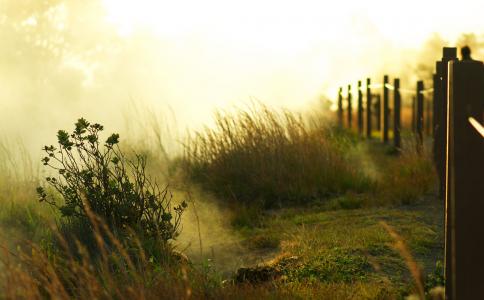 篱笆，早晨，对冲，草，绿色，灌木，光