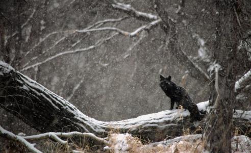 狼，性质，森林，宏，照片，雪，冬天，掠食性动物