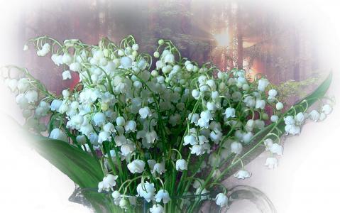 春天，铃兰，白色的花束