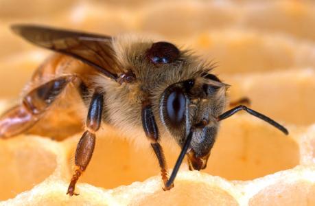 宏，蜜蜂，昆虫，蜂巢，蜂蜜