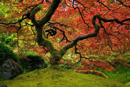 红色，日本庭园，自然，枫叶