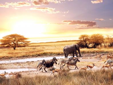 非洲，羚羊，大象，热带稀树草原，斑马，动物，非洲，热带稀树草原