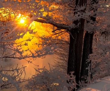冬天，雪，树，分支机构，太阳，雷，美女