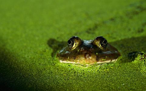 沼泽青蛙，水，圆眼睛