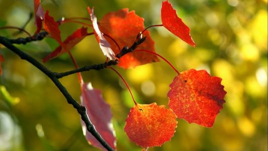 分支，秋天的树叶，特写，清晰，美丽，看起来不错，在秋季风